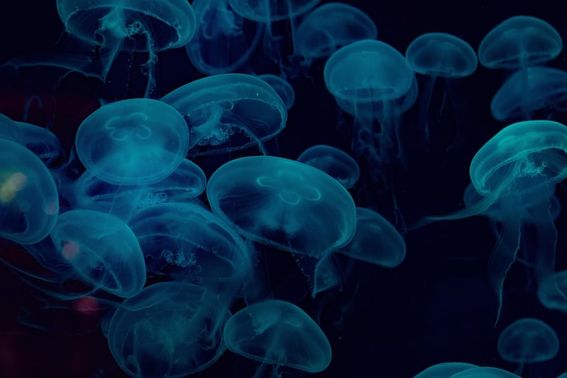 Underwater adventures